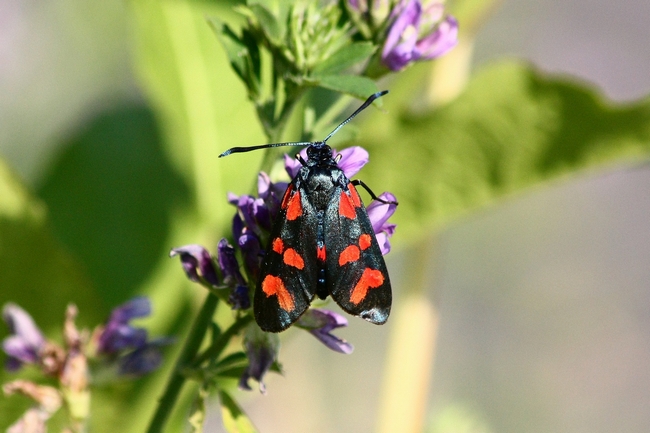 Zygaena di cuori da ID